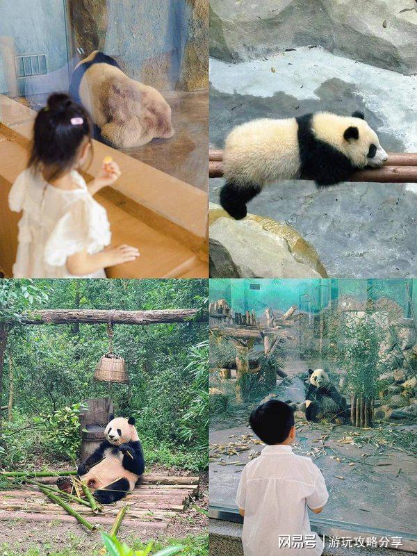 少钱 成都旅游团 实用分享收藏篇!麻将胡了试玩网站免费成都7日游多(图3)